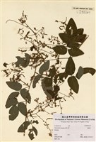 藏品(Desmodium rigidum (Ell.) DC)的圖片